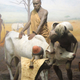 Image for article titled Here's Every Single Penis in the American Museum of Natural History